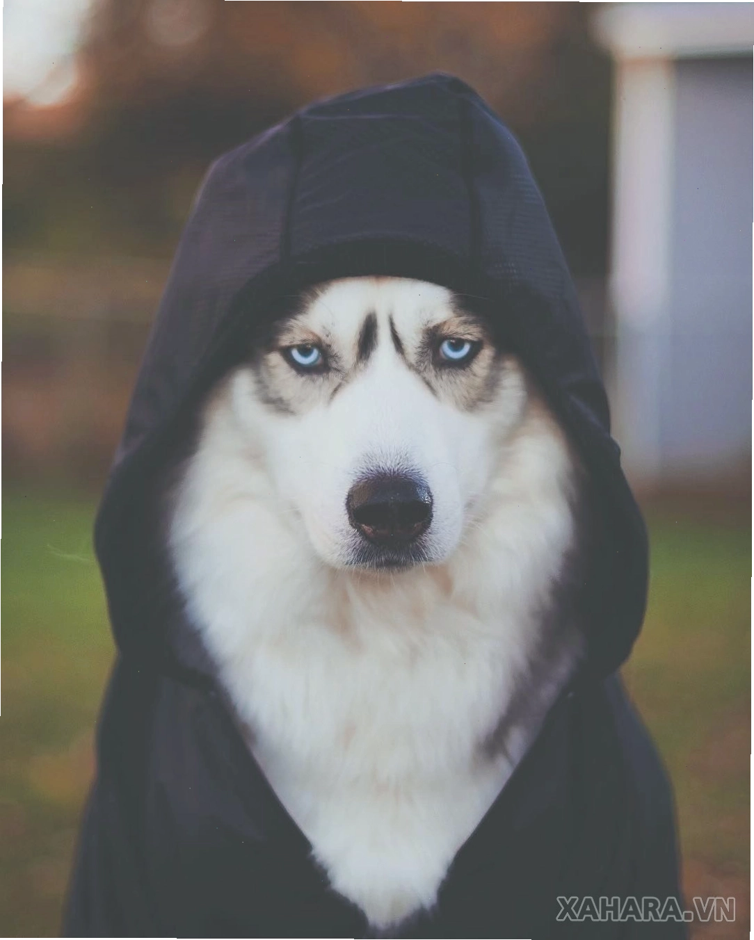 Ảnh chó Husky mạnh mẽ và cuốn hút