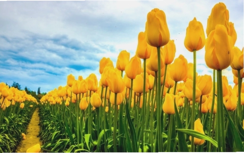 Ảnh hoa Tulip chill, nhẹ nhàng cho điện thoại
