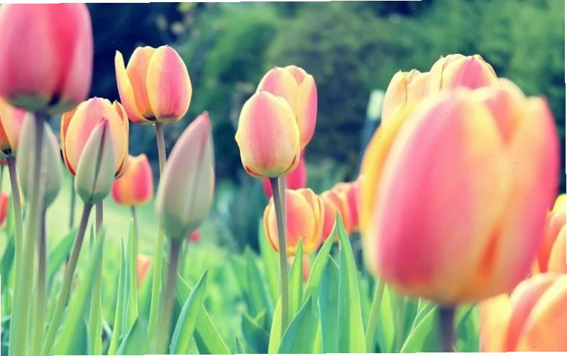 Ảnh hoa Tulip chill nhẹ nhàng cho điện thoại