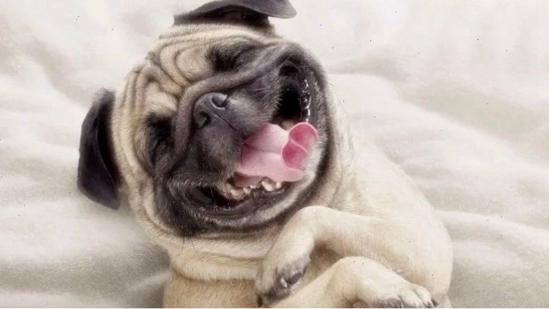 Ảnh meme chú chó cười toe toét thể hiện sự hài hước
