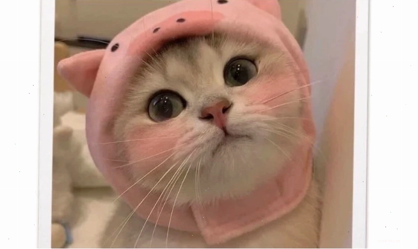 Ảnh meme cute