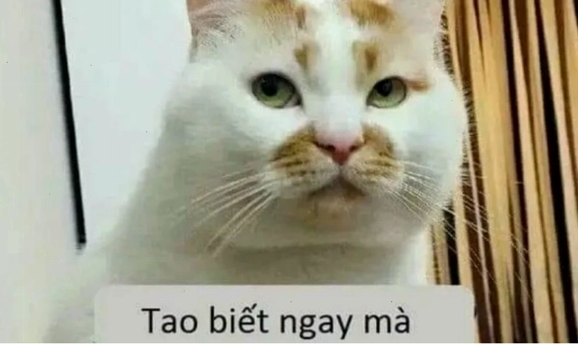 Ảnh meme dễ thương, đáng yêu