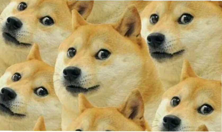 Ảnh meme động vật với biểu cảm hài hước