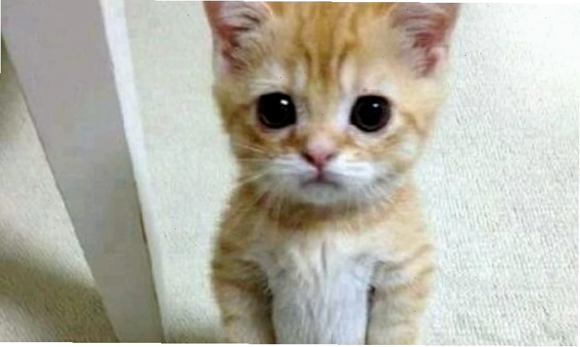 Ảnh meme ngộ nghĩnh