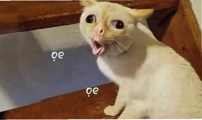 Ảnh meme vui nhộn với các biểu cảm độc đáo