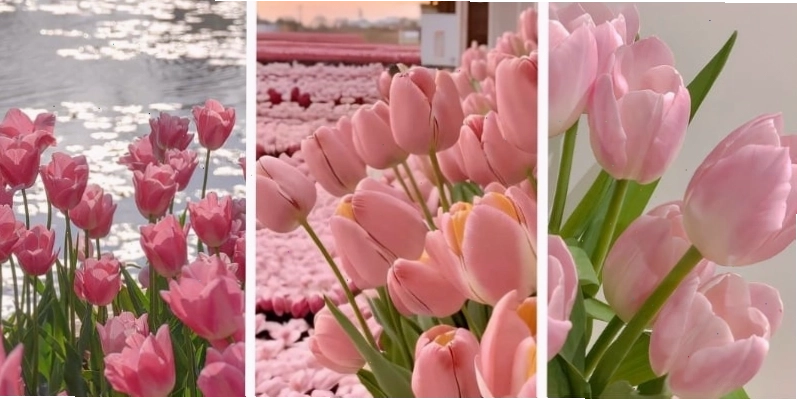 Ảnh nền hoa tulip hồng cho điện thoại với phong cách lãng mạn