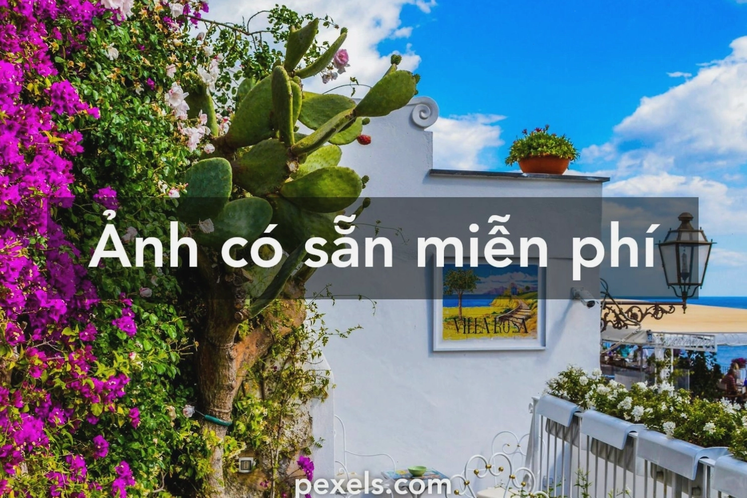 Ảnh vườn hoa lãng mạn với hiệu ứng xóa phông