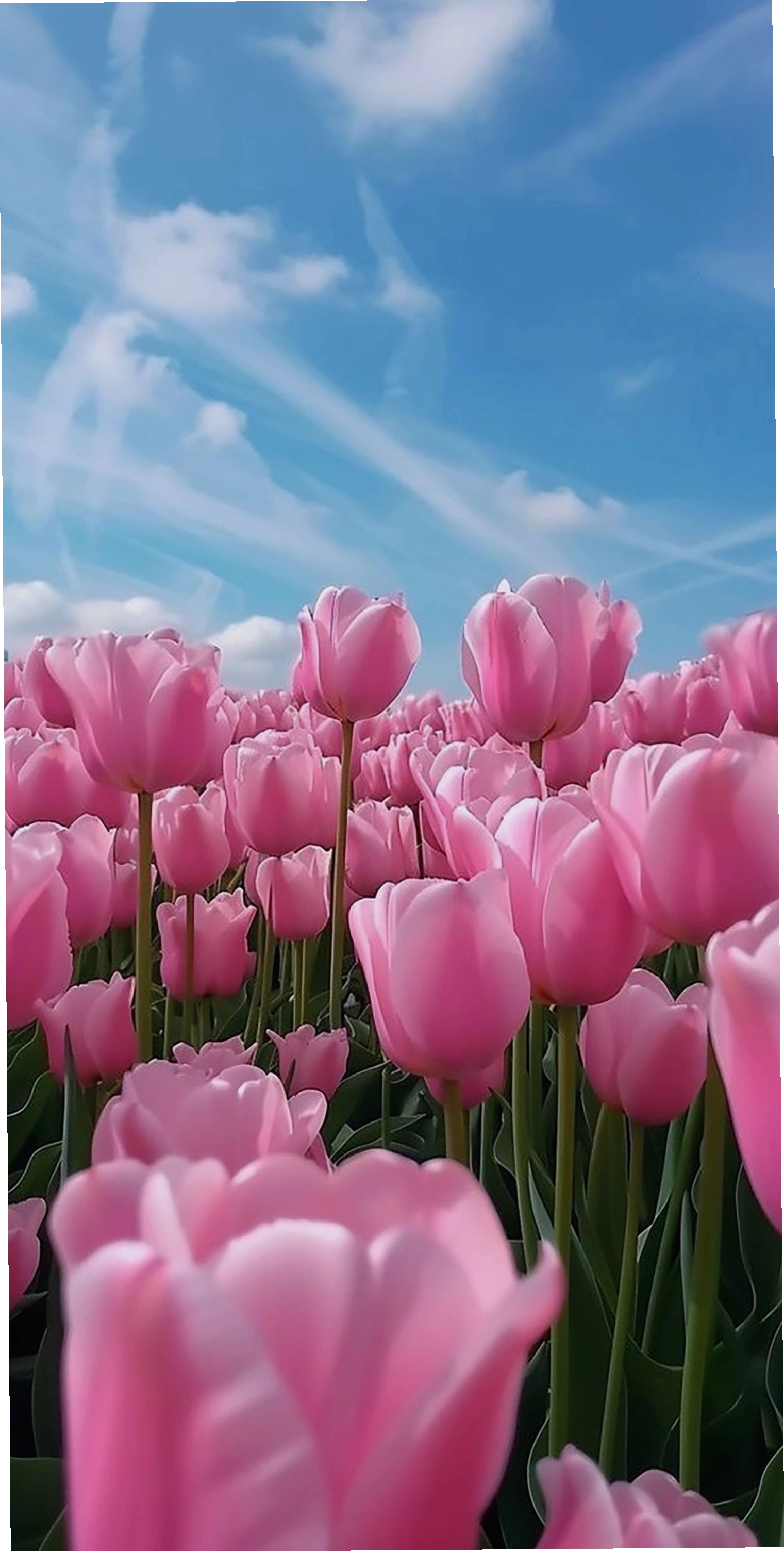 Avatar bông hoa tulip nhiều màu sắc