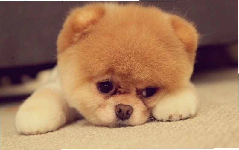 Avatar chó corgi phong cách chibi dễ thương