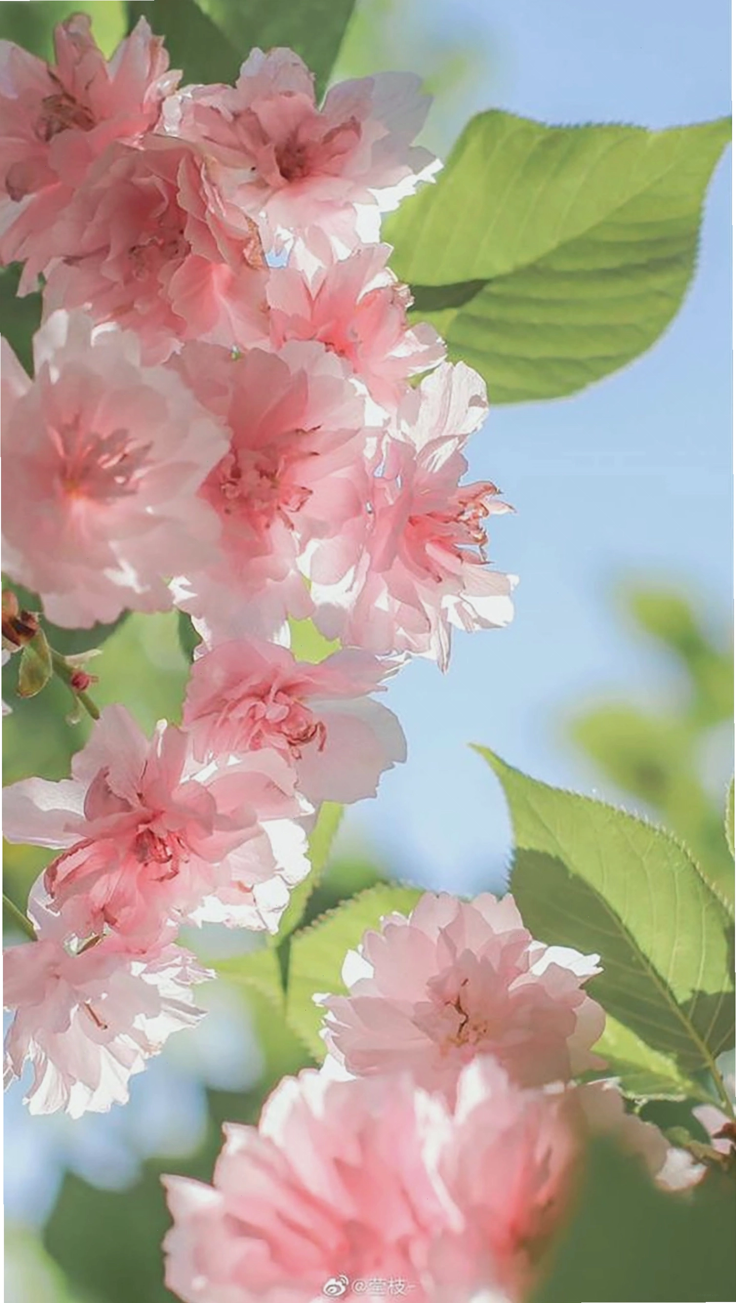 Avatar hoa mẫu đơn với sắc hồng rực rỡ