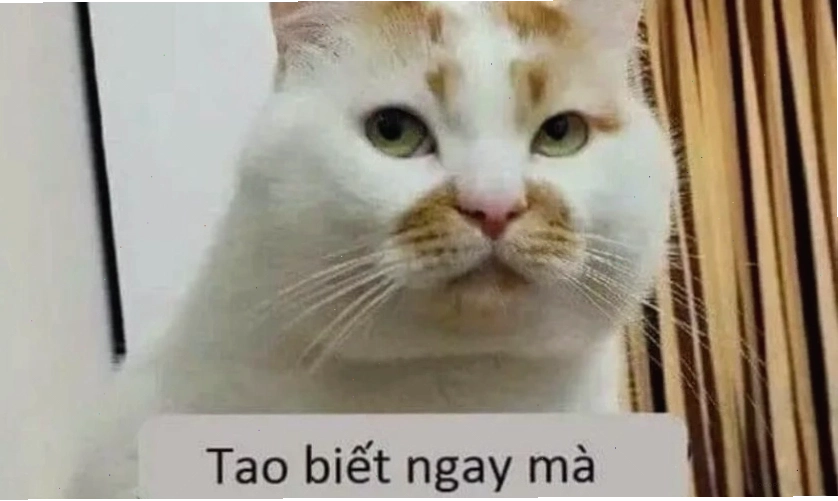 Avatar meme cute với biểu cảm ngộ nghĩnh