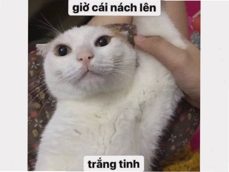Avatar mèo hài 