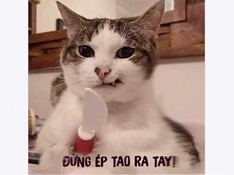 Avatar mèo với ánh mắt 