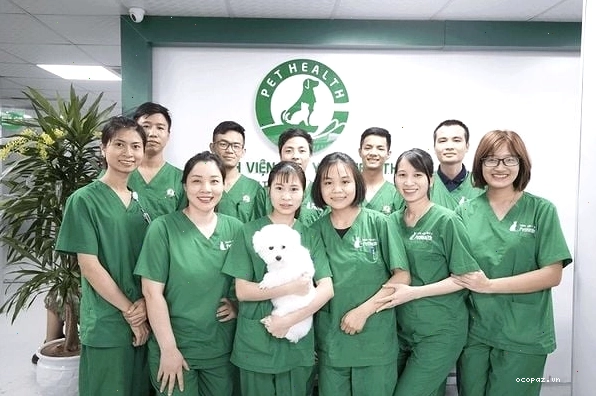 Bác sĩ thú y đang khám bệnh cho chú chó tại bệnh viện thú y ở TP.HCM