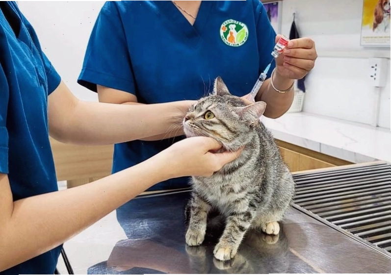 Bác sĩ thú y đang tiêm phòng cho một chú mèo