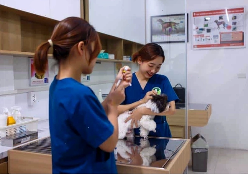 Bác sĩ thú y đang tiêm vaccine cho mèo