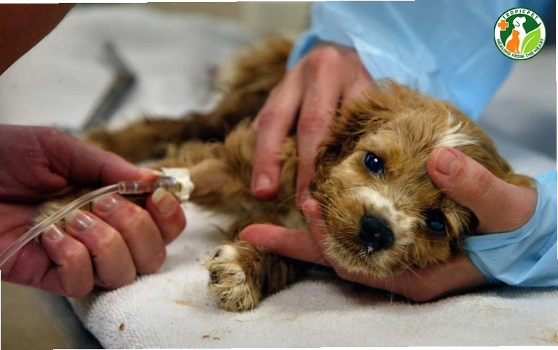 Bác sĩ thú y đang truyền dịch cho chó bị bệnh parvo