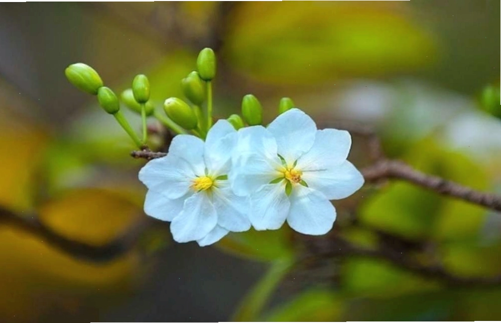 Bạch Mai với cánh hoa màu trắng tinh khôi, mang vẻ đẹp thanh tao, thuần khiết
