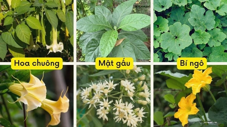 Bạn cần phân biệt rõ cây hoa chuông, mật gấu và bí ngô để tránh nhầm lẫn khi thu hái