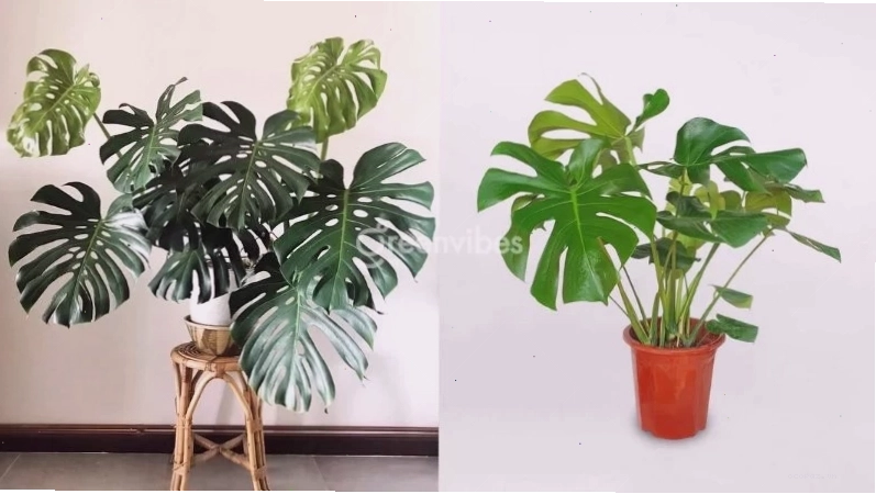 Ban công xanh mát với sự kết hợp của nhiều loại cây cảnh