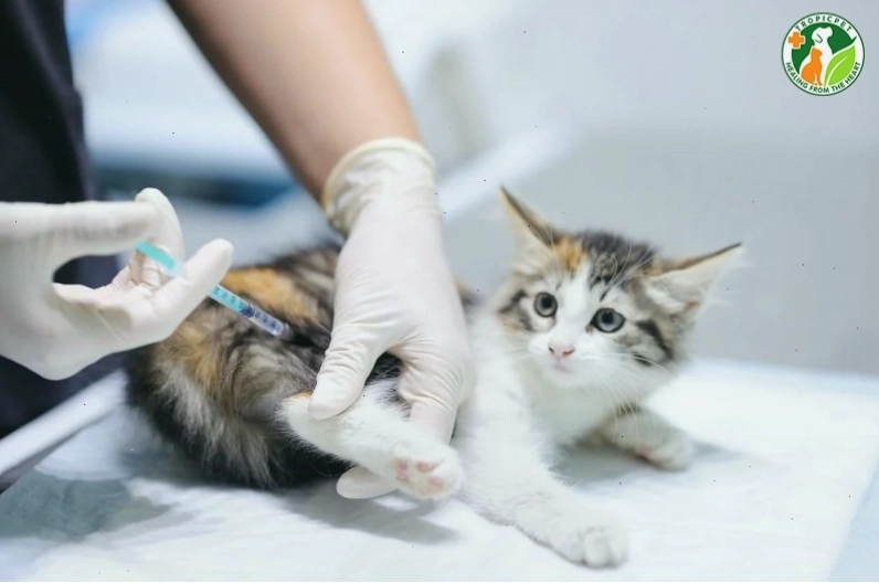 Bảng giá tham khảo vacxin 4 bệnh cho mèo