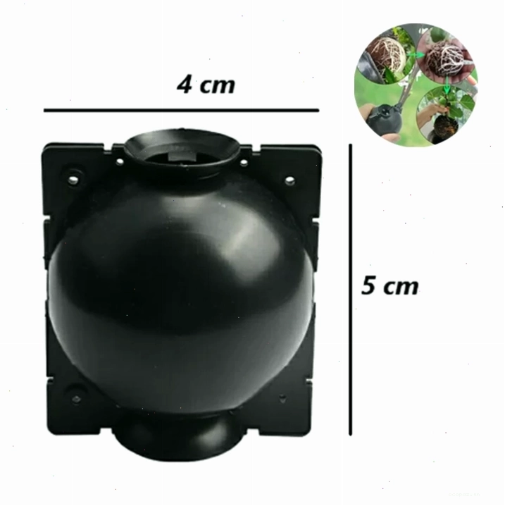 Bầu chiết cành kích thước 4cm