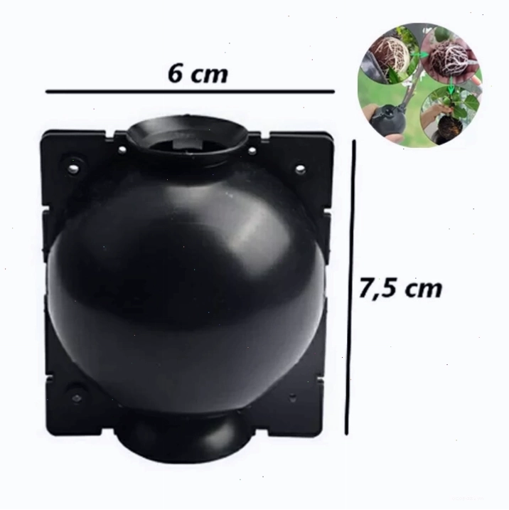 Bầu chiết cành trong suốt kích thước 6cm