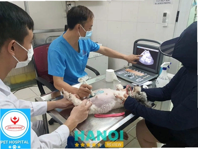 Bệnh viện thú y Hanvet Hà Nội