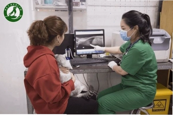Bệnh viện thú y Pethealth Hà Đông