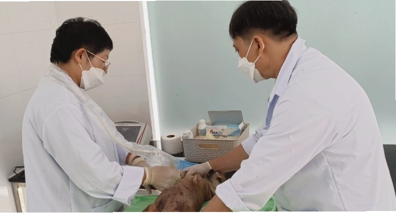 Bệnh viện thú y Quận 11 có đội ngũ bác sĩ tận tâm, giàu kinh nghiệm