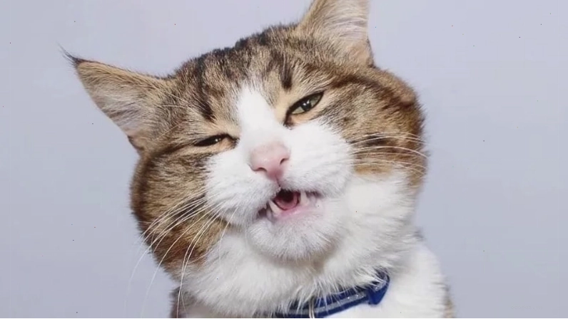 Biểu cảm cau có của chú mèo meme