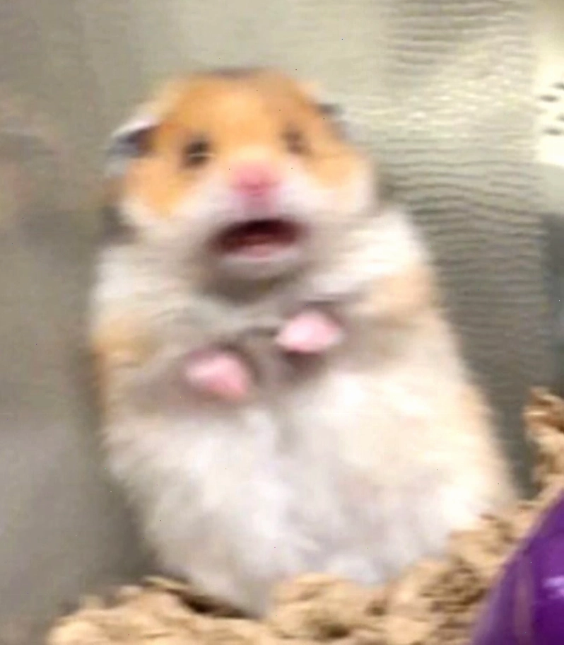 Biểu cảm meme chuột gây cười