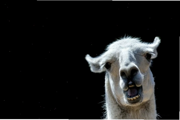 Biểu cảm ngớ ngẩn của một con llama, tạo hiệu ứng hài hước