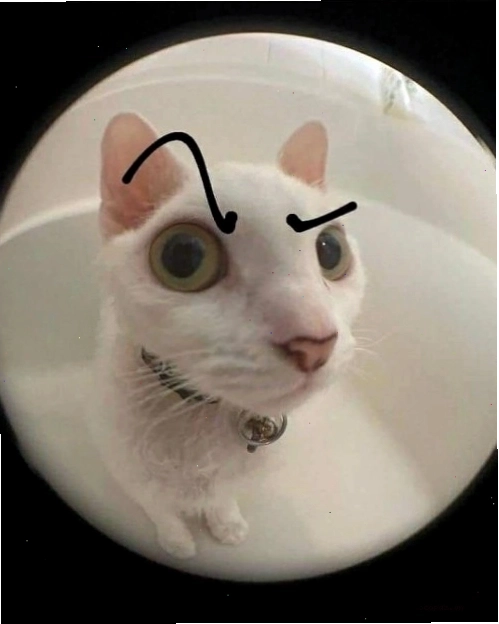 Biểu cảm nhướng mày đặc trưng của meme cat the rock