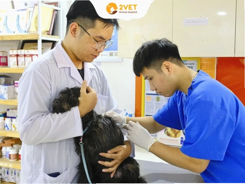 Biểu đồ lịch tiêm phòng vaccine cho chó theo từng tháng tuổi