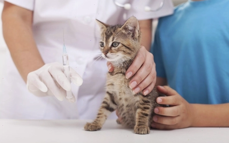 Biểu đồ về nguy cơ mắc bệnh giảm bạch cầu ở mèo chưa tiêm phòng