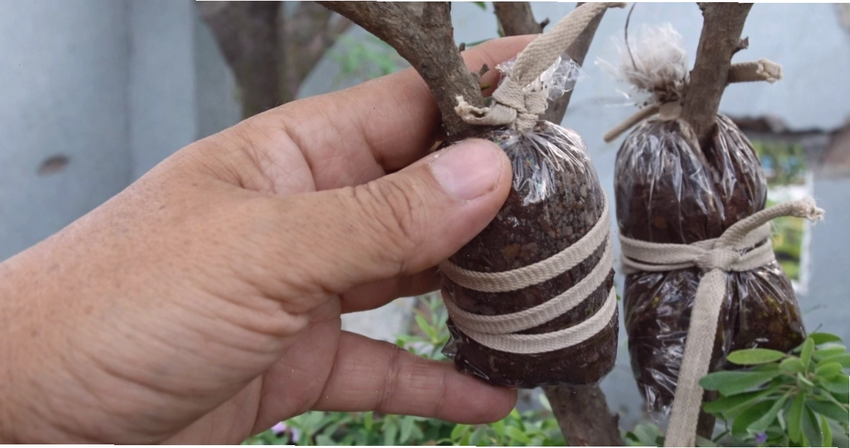 Bó đất cho cành chiết mộc hương
