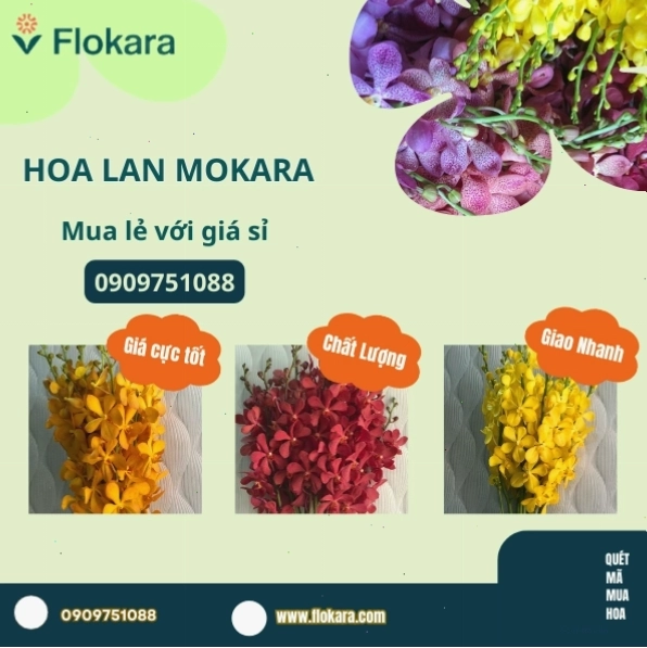Bó hoa lan Mokara nhiều màu sắc rực rỡ