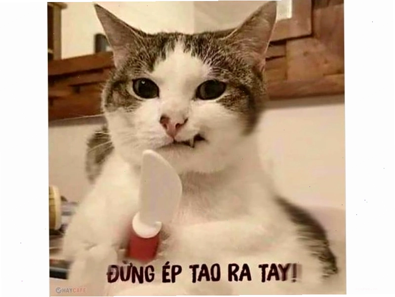 Bộ sưu tập meme mèo với nhiều biểu cảm khác nhau