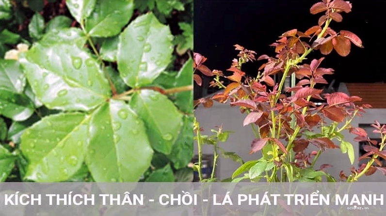Bón phân đúng cách cho cây cảnh ra hoa đẹp