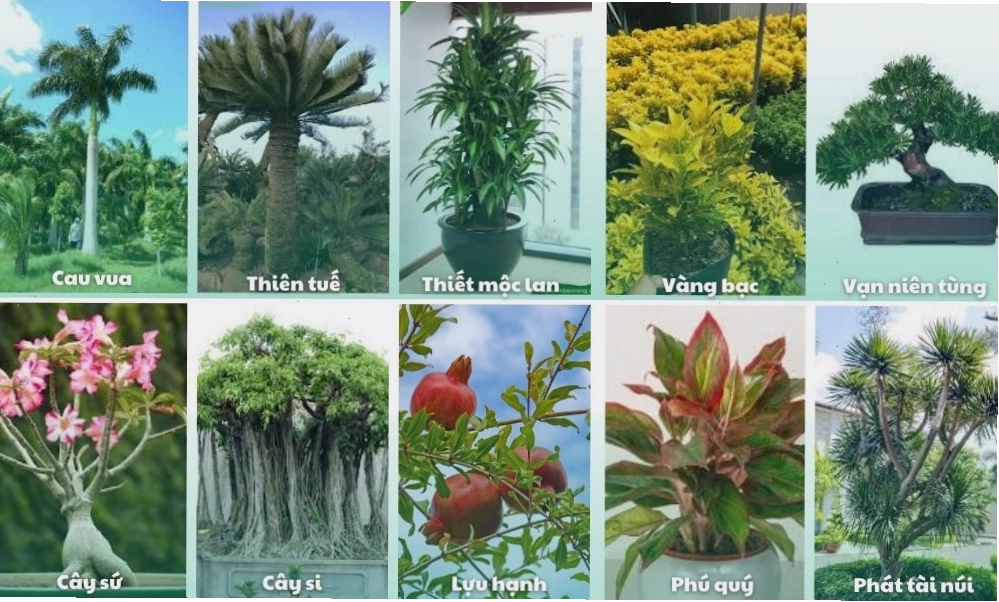 Các loại cây cảnh trong nhà đẹp dễ chăm sóc như Trầu Bà, Lưỡi Hổ