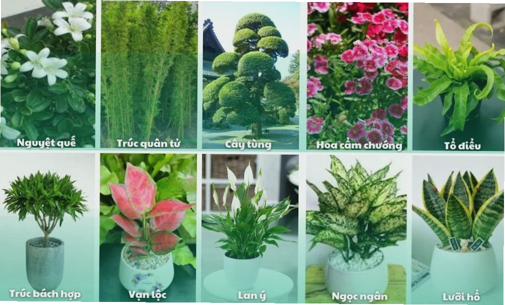 Các loại cây để trồng cây sân vườn được ưa thích hiện nay với hoa giấy rực rỡ