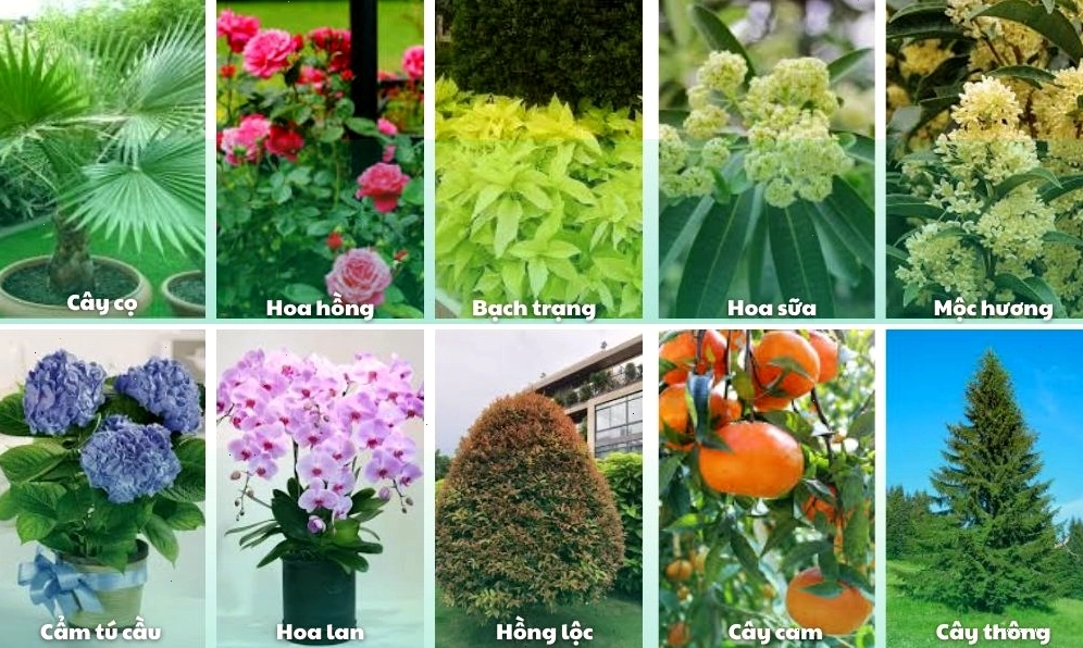 Các loại cây xanh phổ biến trồng trong nhà