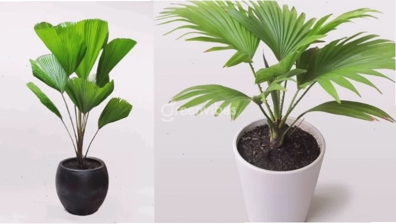 Các loại chậu treo dùng để trồng cây ban công