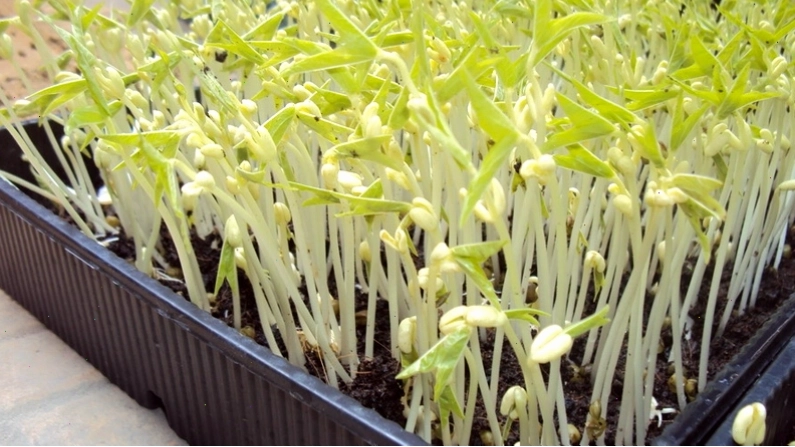 Các loại rau mầm giá đỗ phổ biến