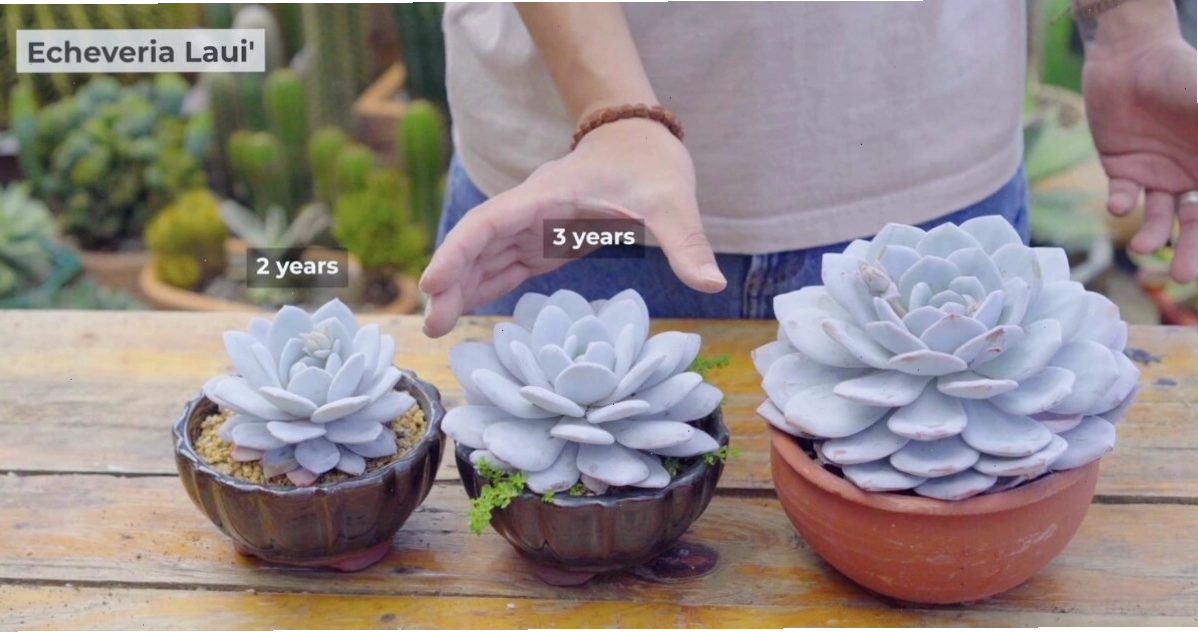 Các loại sen đá phổ biến