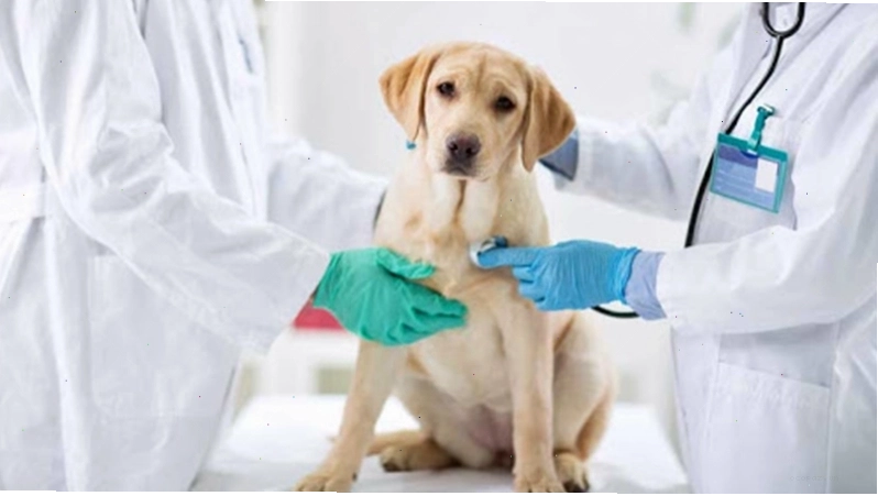 Cách chữa trị bệnh Parvo ở chó