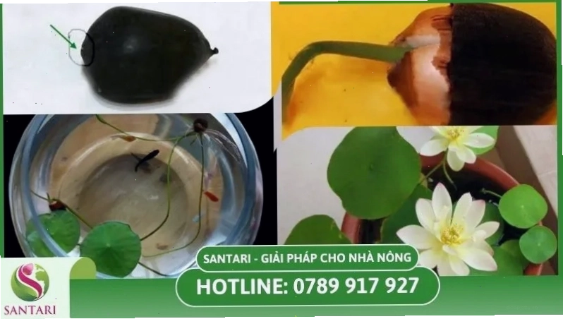 Cách gieo hạt sen và ươm mầm