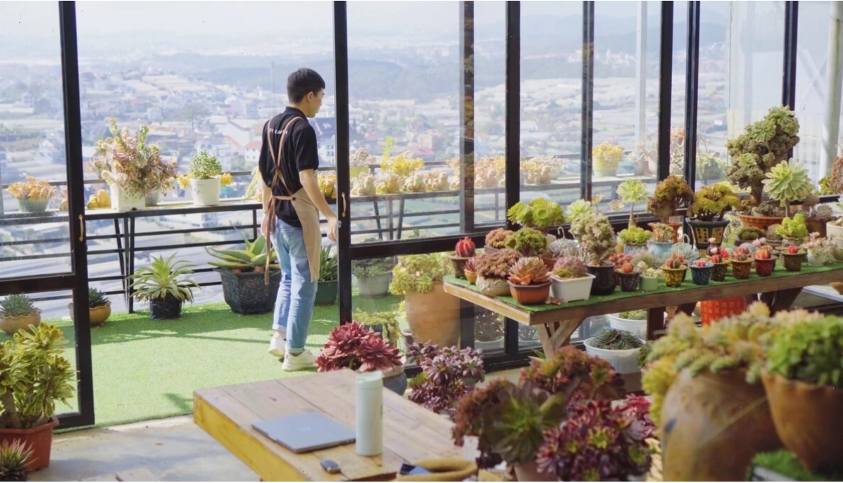 Cách nhân giống sen đá từ lá