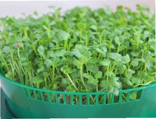 Cách sử dụng phân trùn quế SFARM để hỗ trợ cây mai